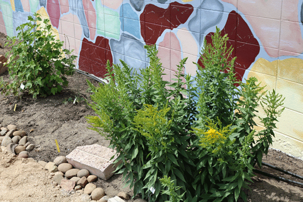 East Garden Plantings Josephine County Master Gardener Association